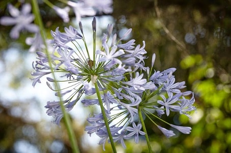 eigener Garten Haus Aschgan